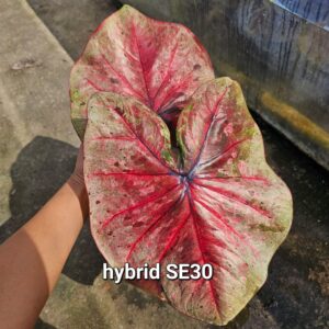 hybrid SE30 (Bulb) 600 baht or 20 USD: Stock 1 bulb