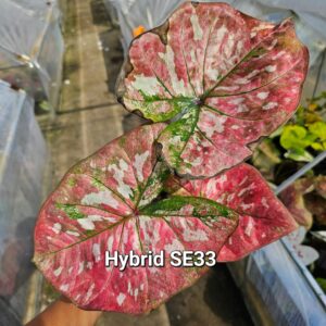 hybrid SE33 (Bulb) 600 baht or 20 USD: Stock 2 bulb