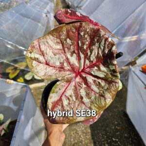 hybrid SE38 (Bulb) 600 baht or 20 USD: Stock 1 bulb