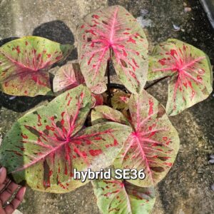 hybrid SE36 (Bulb) 600 baht or 20 USD: Stock 1 bulb