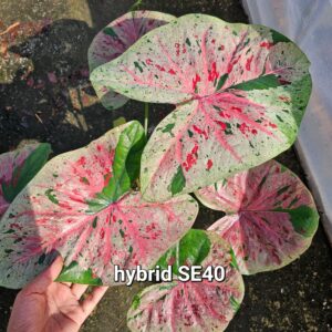 hybrid SE40 (Bulb) 800 baht or 28 USD: Stock 2 bulb