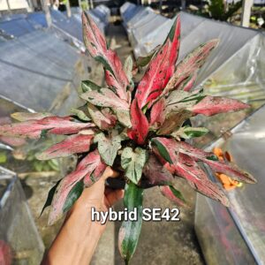hybrid SE42 (Bulb) 700 baht or 24 USD: Stock 1 bulb