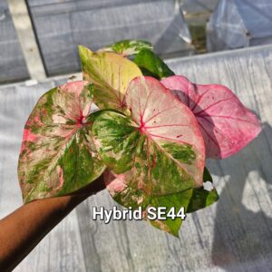 hybrid SE44 (Bulb) 800 baht or 28 USD: Stock 1 bulb