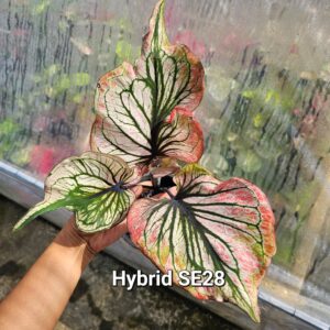 hybrid (Bulb) 800 baht or 28 USD: Stock 2 bulb