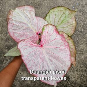 Duangjai pisuit (Bulb) 1000 baht or 34 USD: Stock 7 bulb