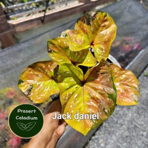 jack daniel (Bulb) 800 baht or 28 USD: Stock 3 bulb
